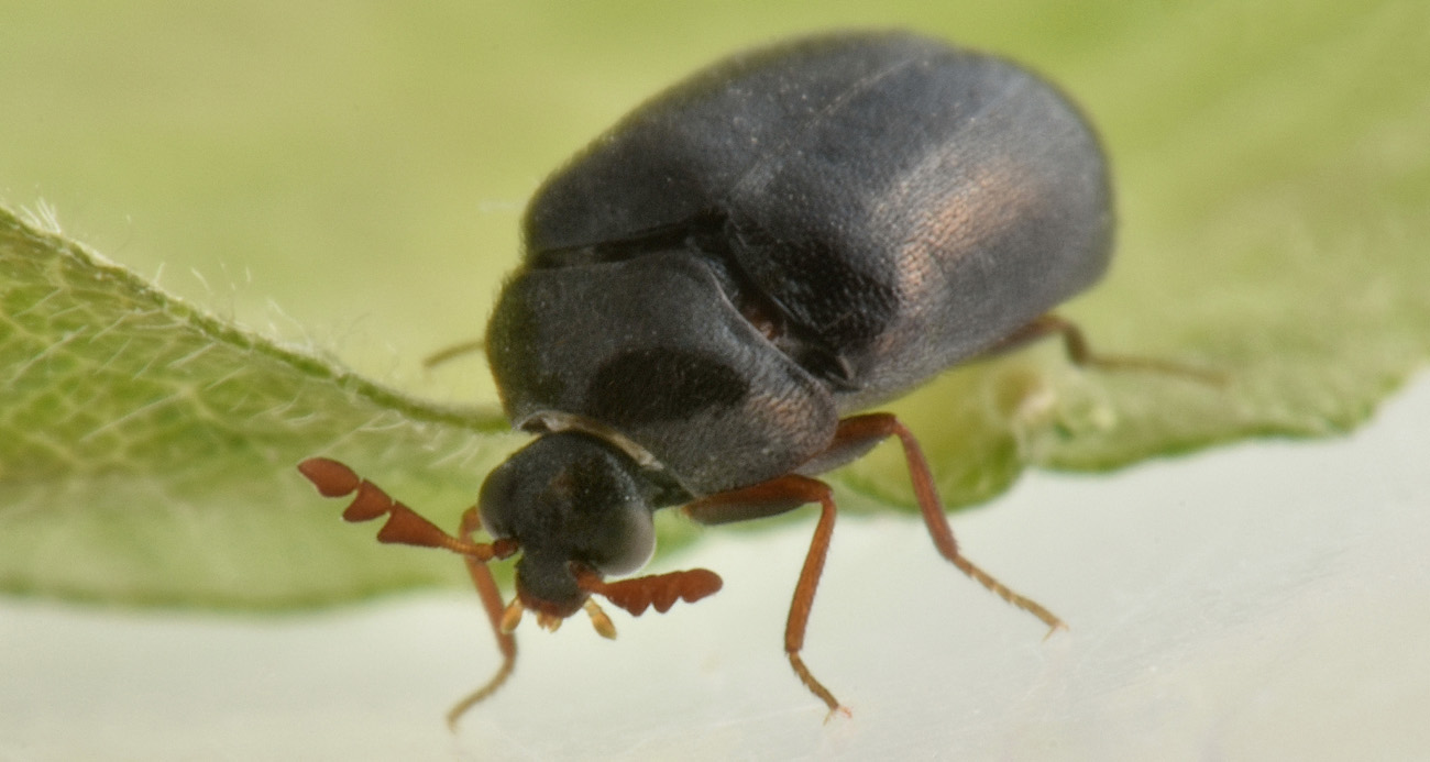 Dermestidae: Ctesias serra